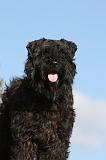 BOUVIER DES FLANDRES 324